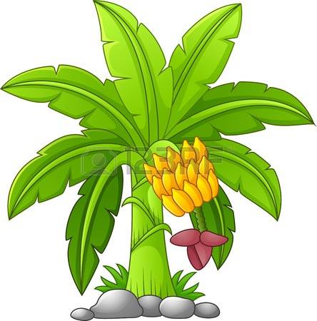 444x450 Banana Tree Clipart