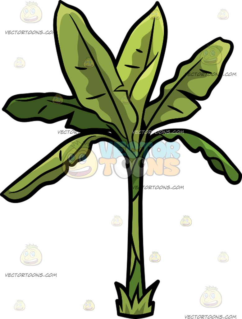 779x1024 A Banana Tree Cartoon Clipart