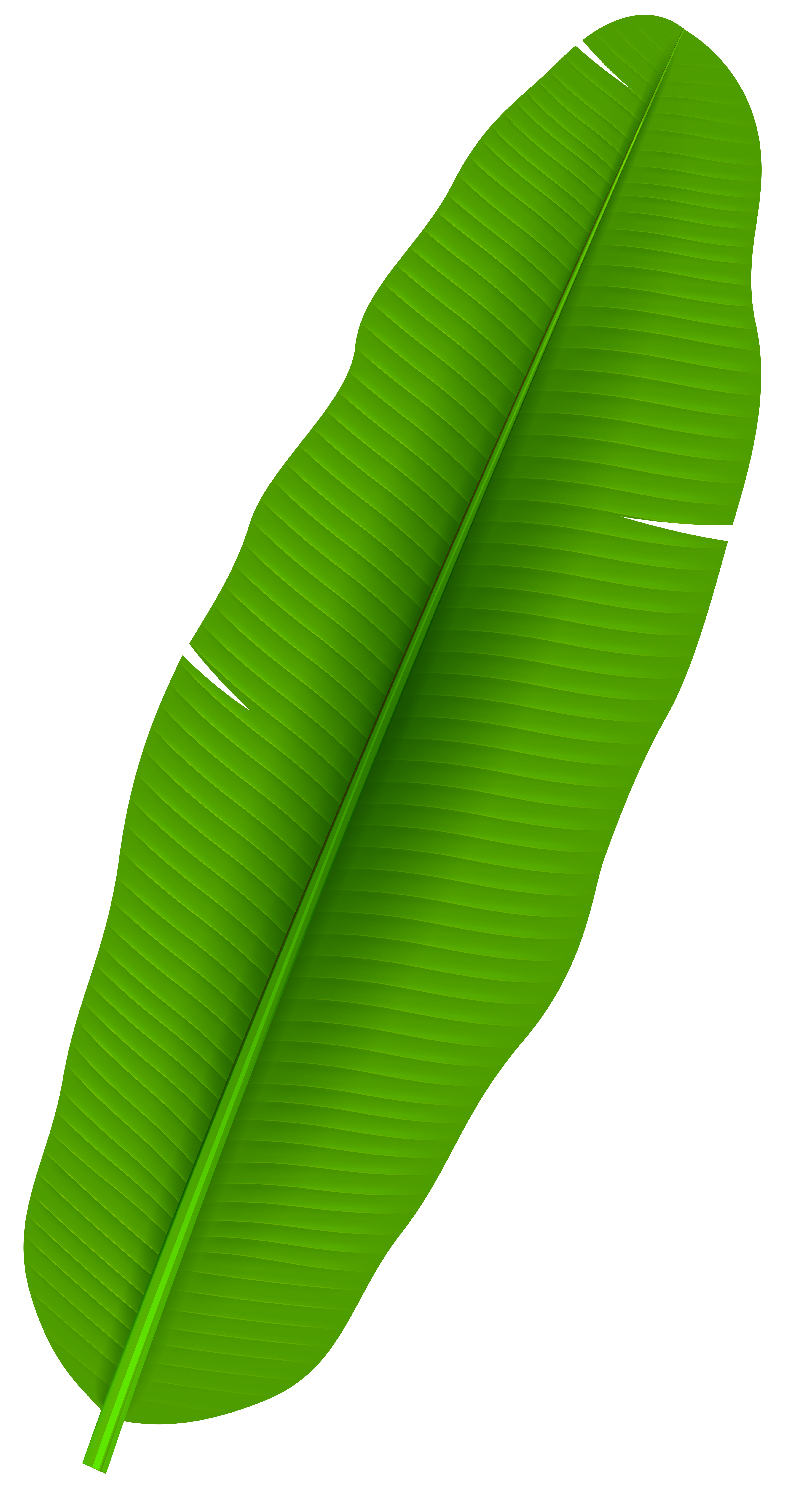 4363x8000 Exotic Palm Leaf Transparent Png Clip Artu200b Gallery Yopriceville