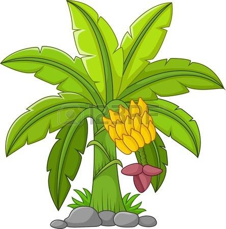 444x450 Banana Tree Clipart
