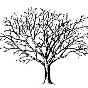 300x300 Adult Picture Of A Bare Tree Printable Picture Of A Bare Tree