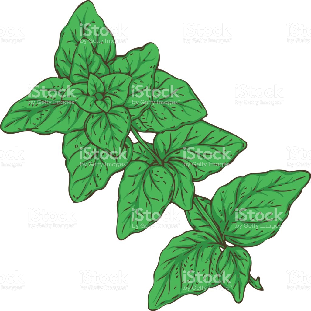 1024x1022 Basil Clipart Medicinal Plant