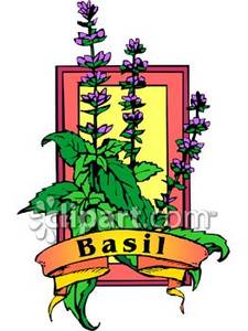 225x300 Flowering Basil Plant
