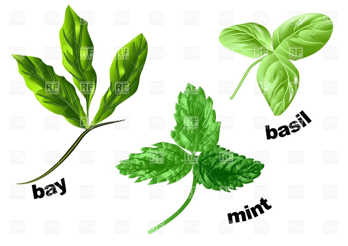 1200x849 Herbs Mint, Basil And Bay Isolated On A White Royalty Free Vector