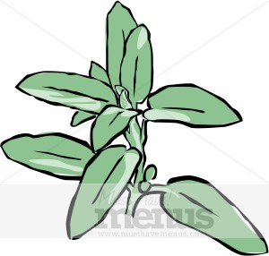 300x286 Oregano Clipart Herbs Clipart
