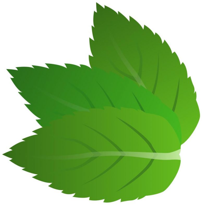 775x784 Top Mint Clip Art Library Vector Images Stocks, Drawing And Cliparts