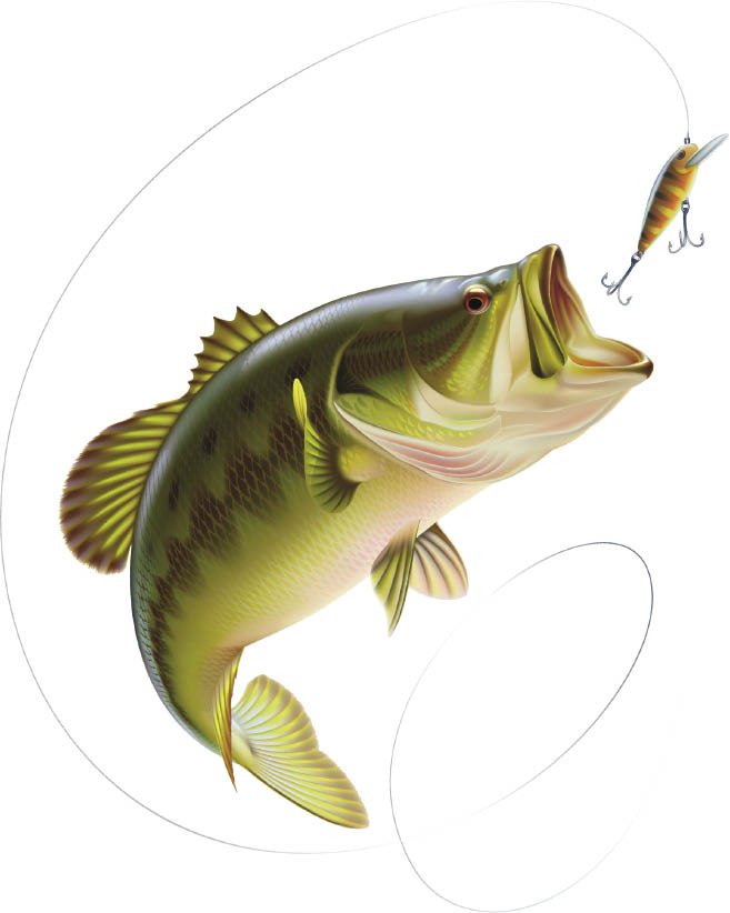 657x822 Top 83 Bass Clip Art