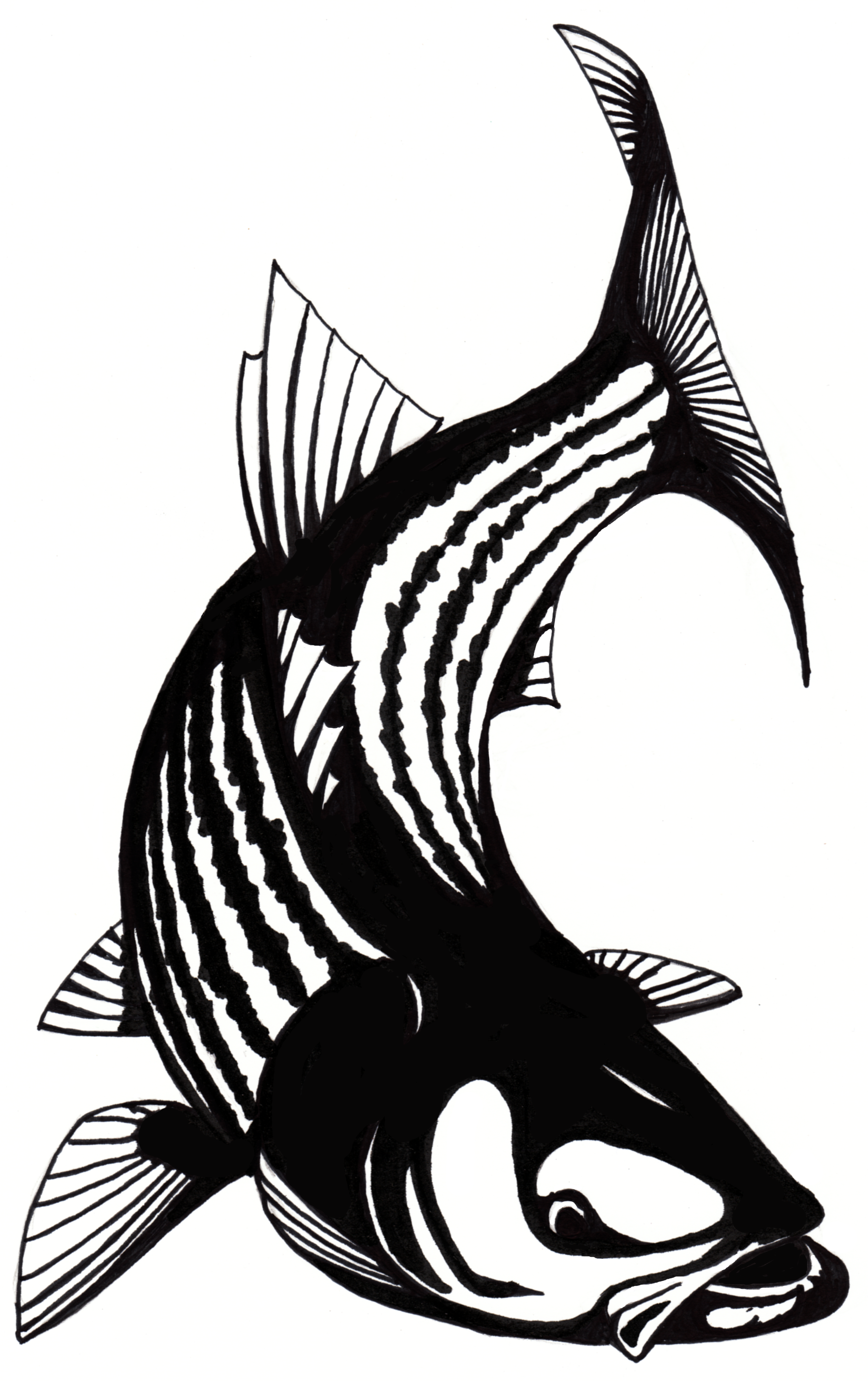 2756x4383 Fishing Clipart Striped Bass