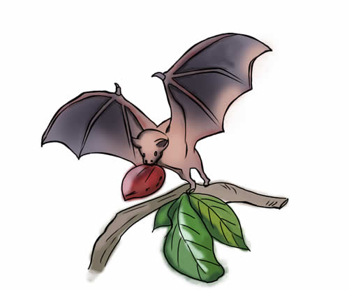 500x415 Bat Clip Art