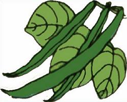 249x200 Free Green Beans Plants Clipart