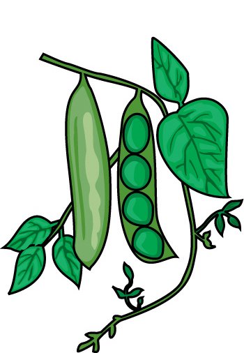 350x506 Beans Clipart Bean Plant