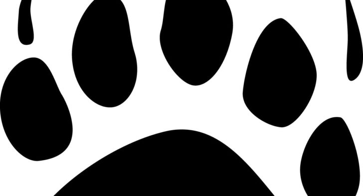 728x393 Bear Paw Prints Tattoo Bear Paw Prints Tattoo Sample Fresh 2017