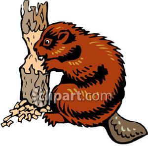 300x295 Gnawing On A Tree