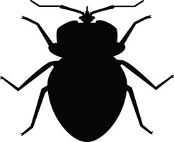 246x200 Black And White Bug Clip Art Cliparts