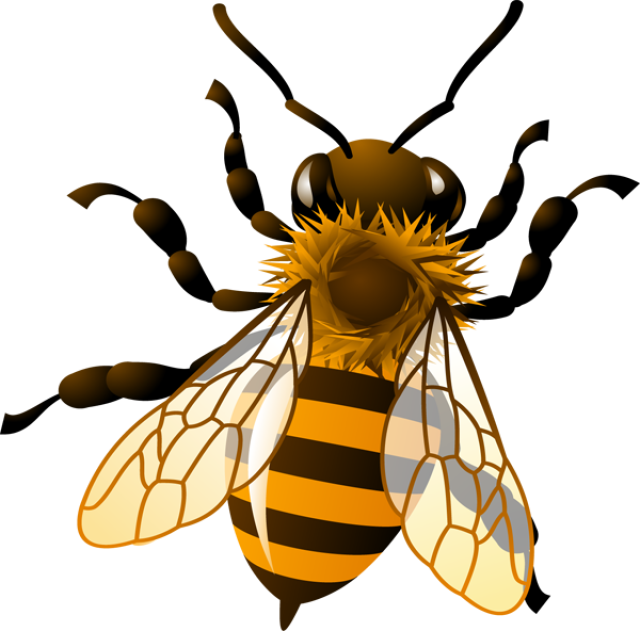 640x631 Top 84 Honey Clip Art