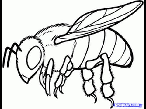 480x360 How To Draw A Bee