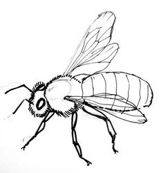 236x250 Bee Drawing Clip Art