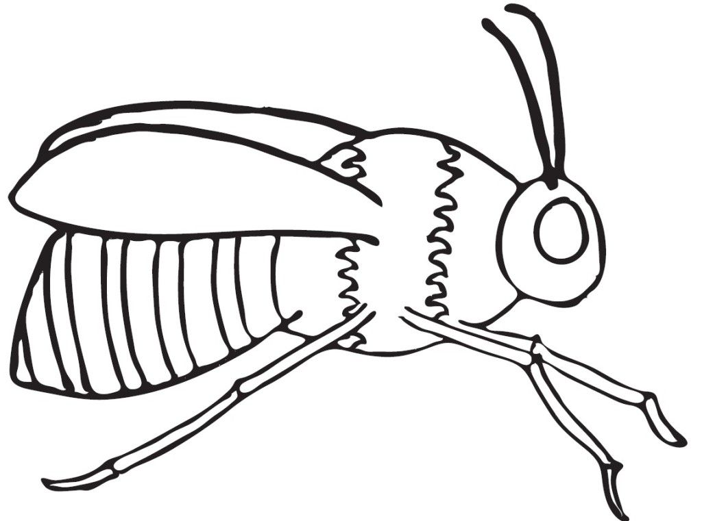 1024x761 Bumble Bee Outline