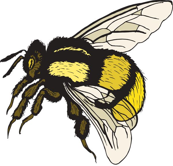 600x576 Bee Clipart Invertebrate