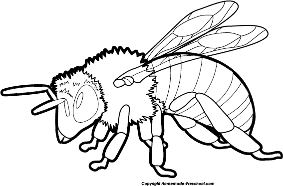 567x373 Bee Black And White Bee Clipart Black And White 4
