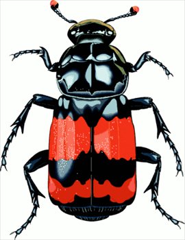 270x350 Free Big Beetle Clipart