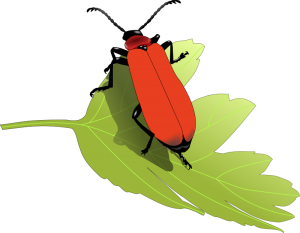 300x233 Beetle Clip Art Download
