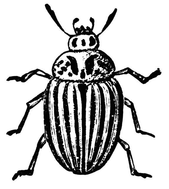 574x640 Beetle Clipart Beatle