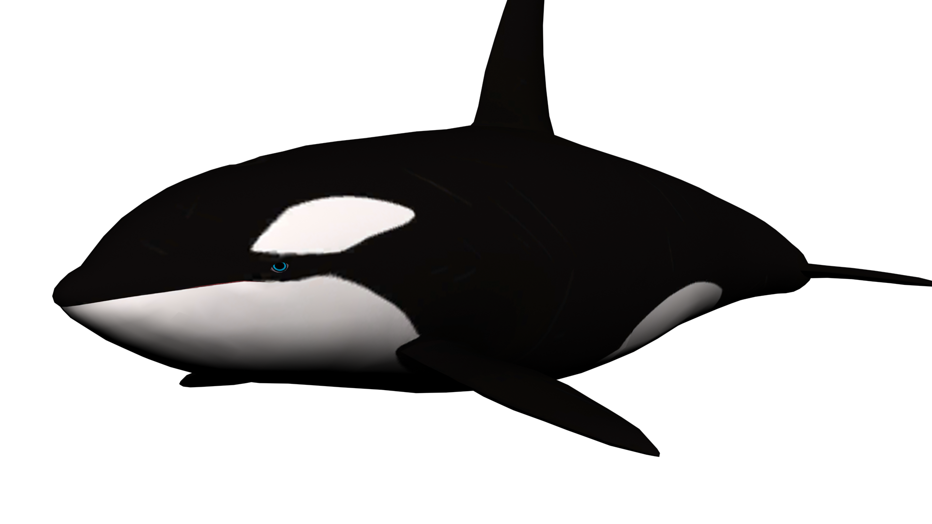 1920x1080 Beluga Whale Clipart Shamu
