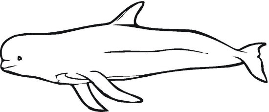550x229 Beluga Clipart