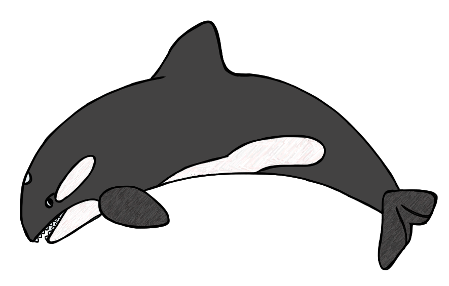 886x565 Whale Black And White Killer Whale Clipart Black And White Dromgcb