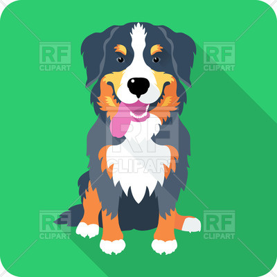 400x400 Sitting Bernese Mountain Dog