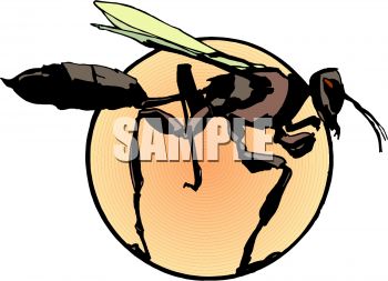 350x253 California Whale Clipart Cliparthut