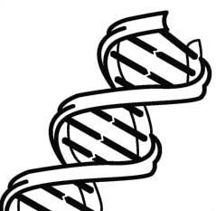 239x233 Gene Clipart Clipart Panda