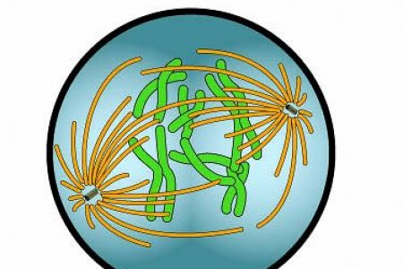450x300 Biology Cells Clip Art