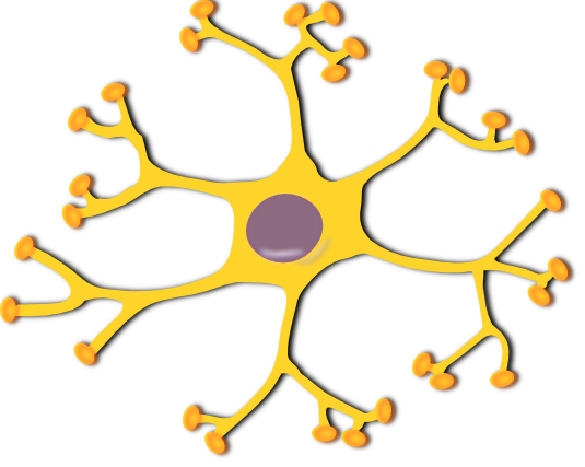 535x427 Free To Use Amp Public Domain Biology Clip Art