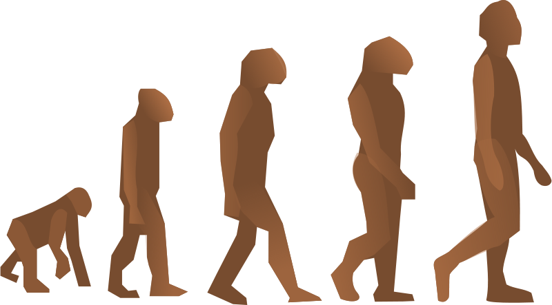 800x443 Human Clipart Human Biology
