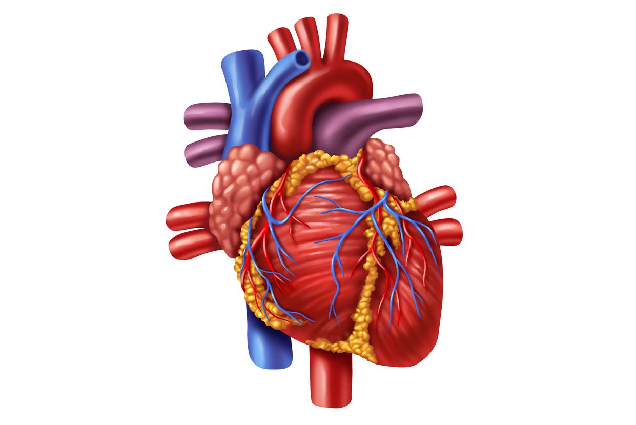 1241x829 Organs Clipart Human Biology