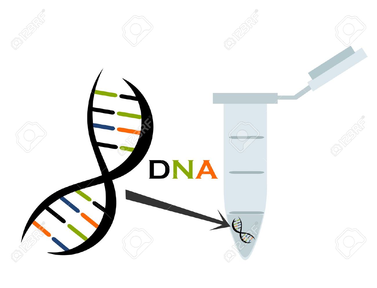 1300x995 Bio Clipart Biology Dna