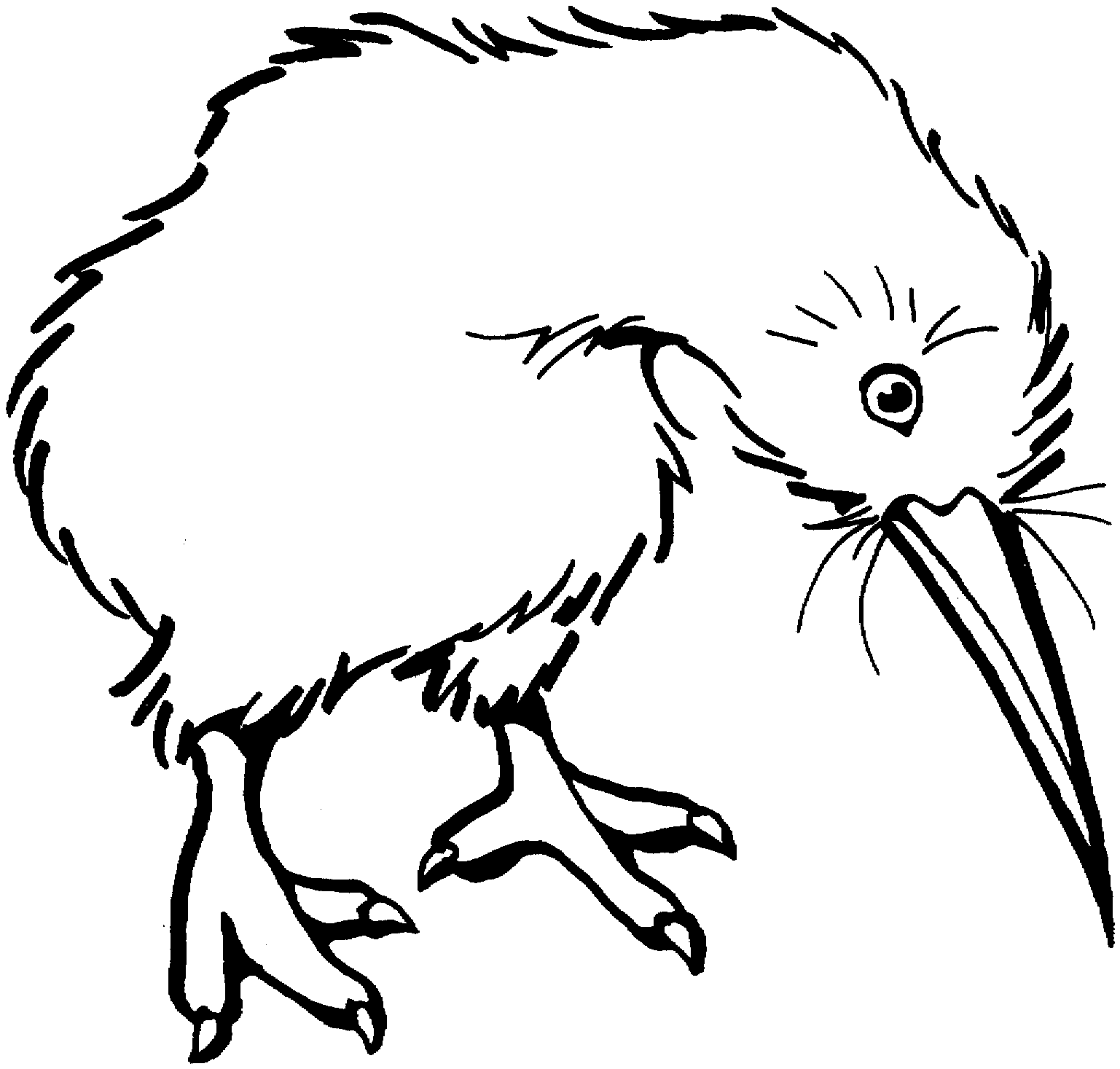 1537x1467 Bird Clipart Kiwi