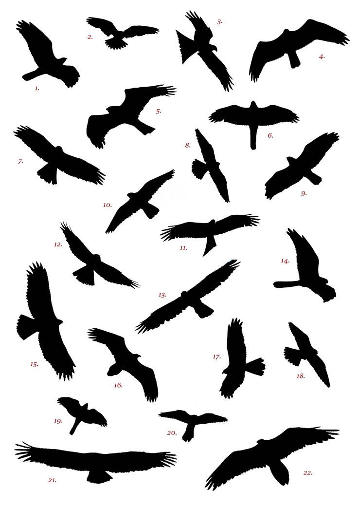 736x1041 Drawn Bird Flight Silhouette Clip Art