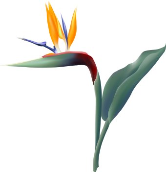 340x351 Bird Of Paradise Clip Art