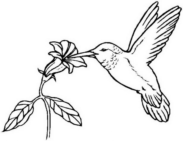 615x474 Coloring Pages Animals Bird Coloring Pages Unicorn Coloring