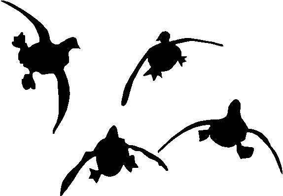574x397 Duck Hunting Clipart Many Interesting Cliparts