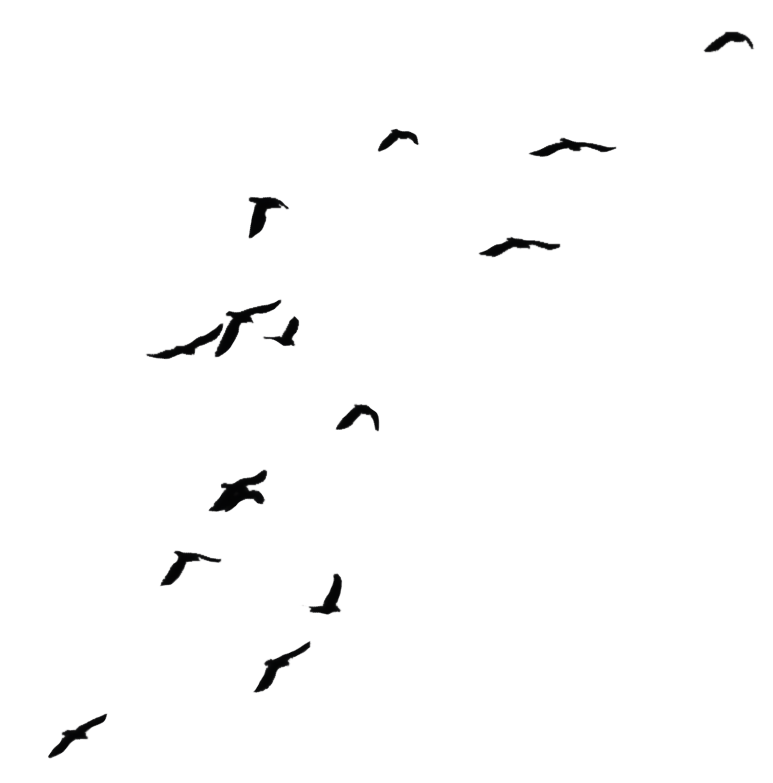 773x783 Birds Two Png Stock By Selunia