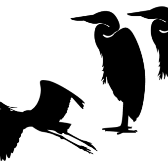 340x340 Bird Silhouette Vectors Download Free Vector Art Amp Graphics