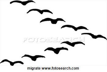 350x236 Geese Migration Clipart Migrating Bird