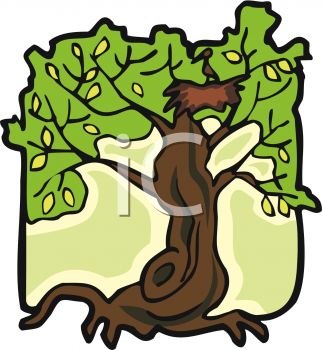 322x350 Picture Of A Tall Tree With A Bird And Birds Nest In The Branches