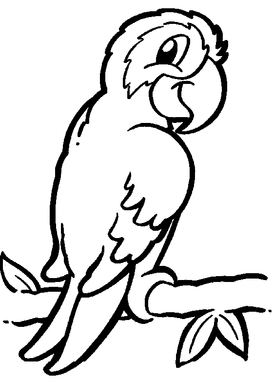 560x781 Parrot Clipart Black And White