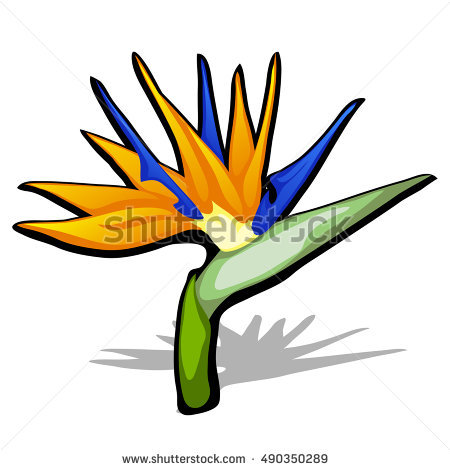 450x470 Bird Of Paradise Clipart Beautiful Bird