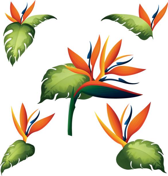 585x612 Bird Of Paradise Clipart Cartoon
